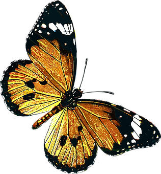 Vibrant Butterfly Artwork PNG Image