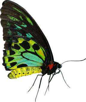 Vibrant Butterfly Black Background PNG Image