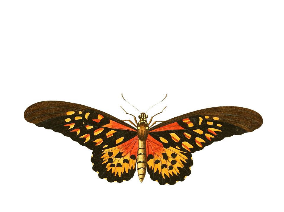 Vibrant Butterfly Illustration PNG Image