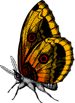 Vibrant Butterfly Wing Art PNG Image