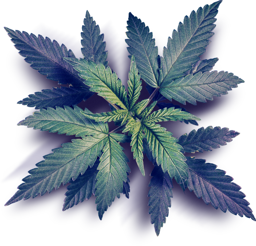 Vibrant Cannabis Leaf Graphic PNG Image