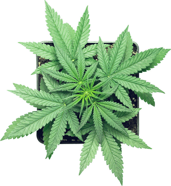 Vibrant Cannabis Plant Top View.png PNG Image