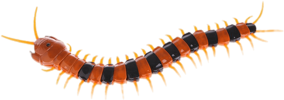 Vibrant Centipede Isolated Background PNG Image