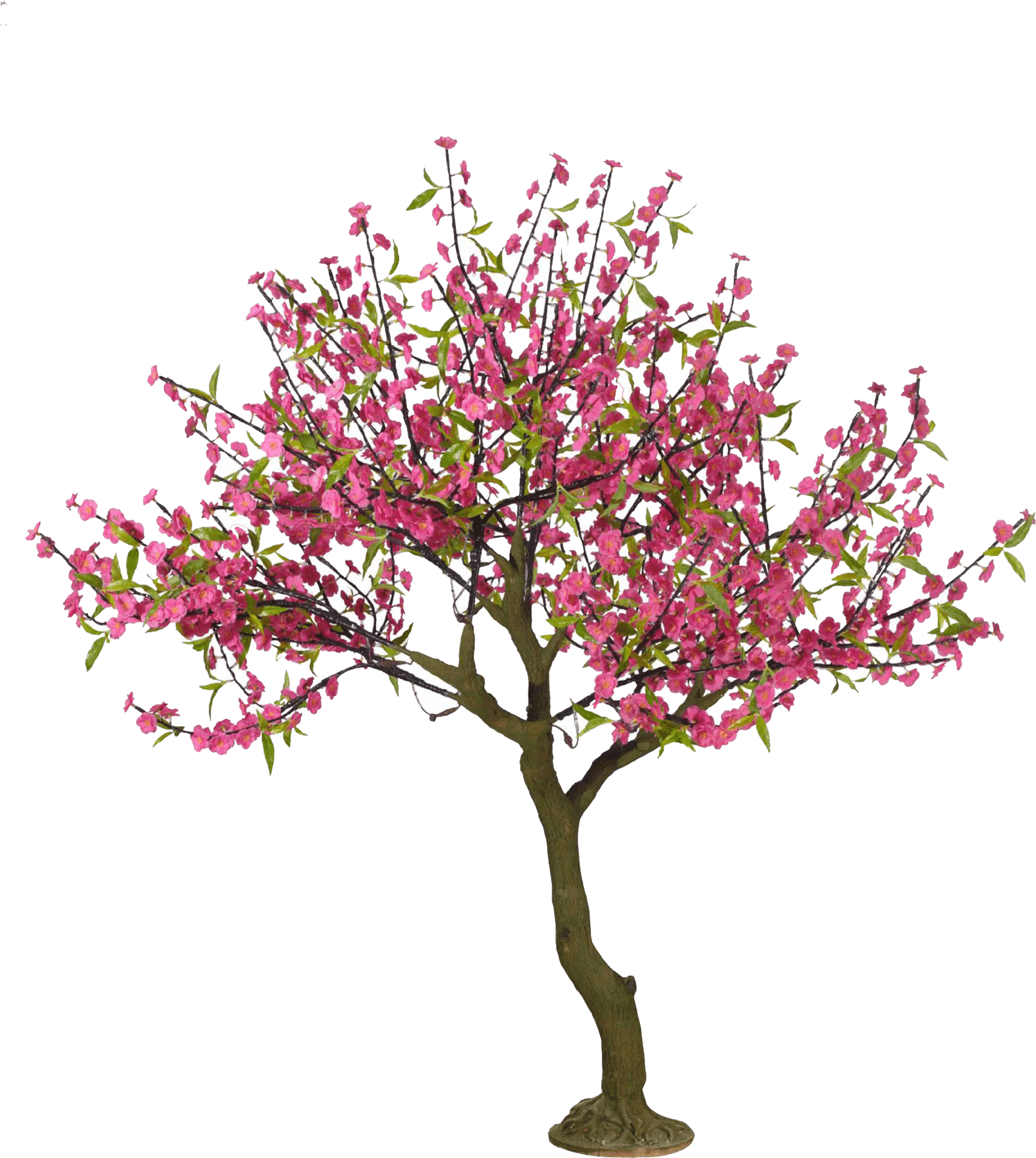 Vibrant Cherry Blossom Tree PNG Image