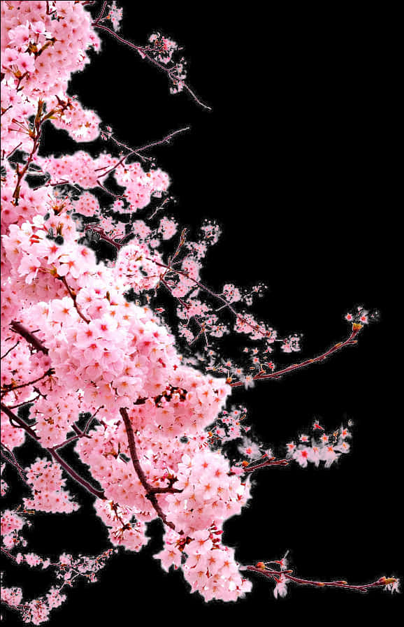 Vibrant Cherry Blossoms Against Black Background PNG Image