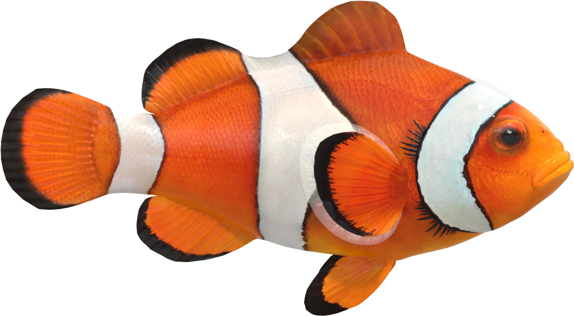 Vibrant Clownfish Isolated PNG Image