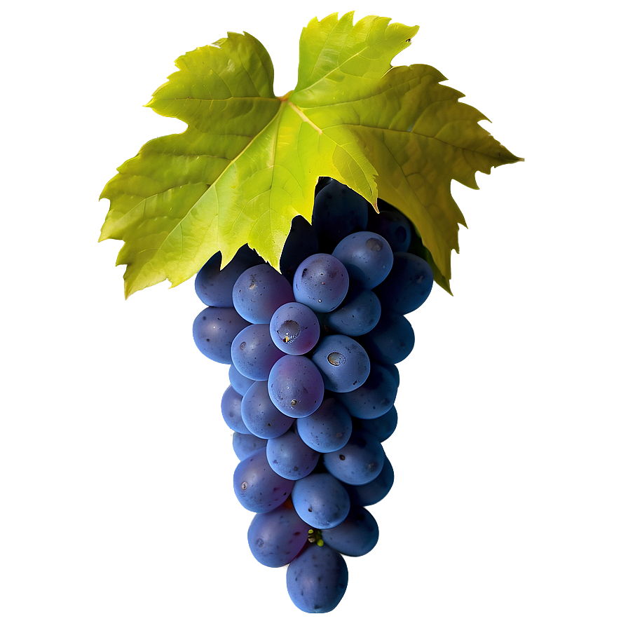 Vibrant Color Grape Png Ixa75 PNG Image