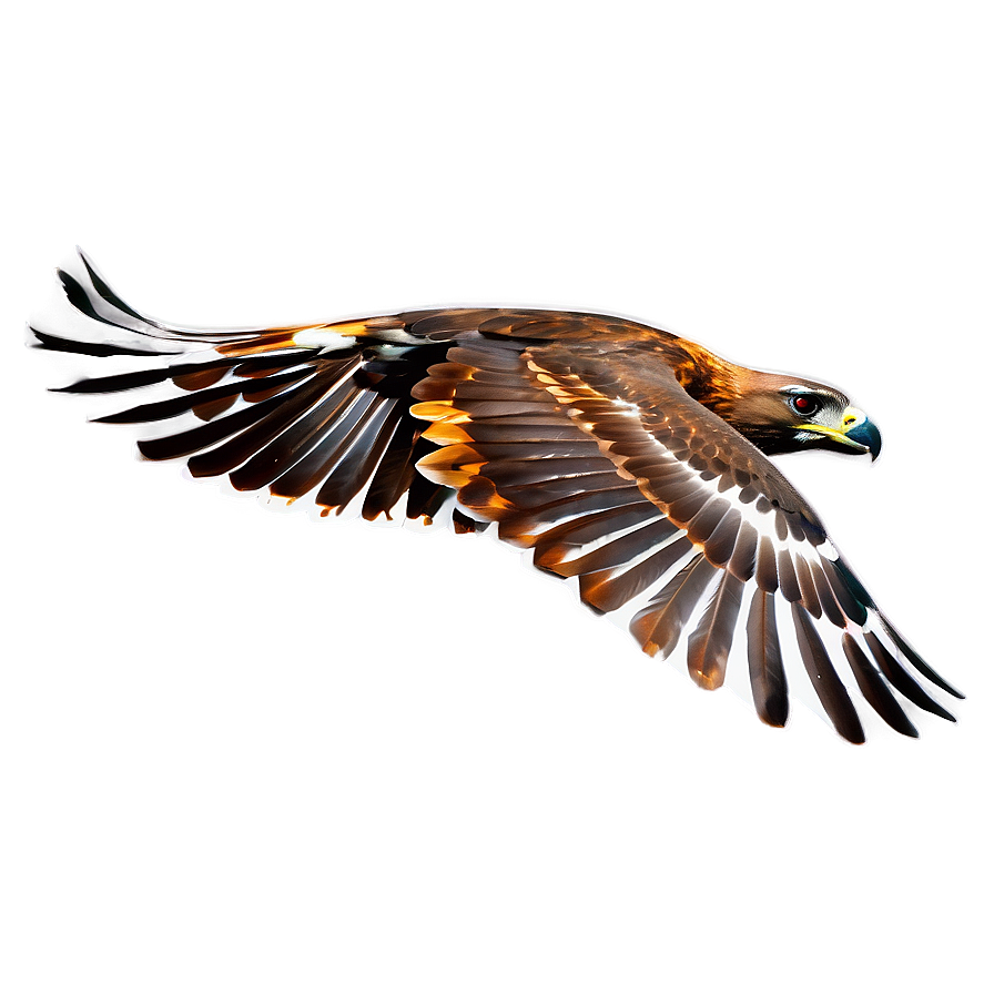 Vibrant Colored Hawk Png 60 PNG Image