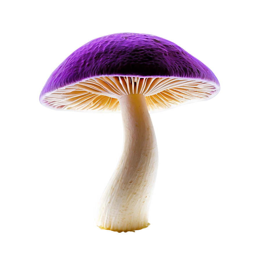 Vibrant Colors Fungi Png Wfl13 PNG Image