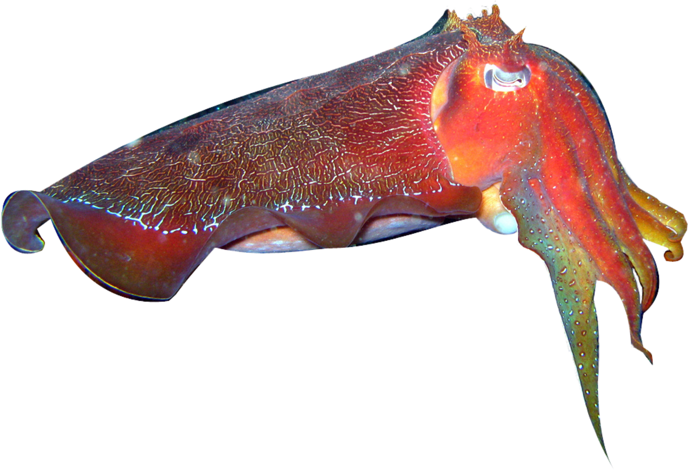 Vibrant Cuttlefish Swimming.png PNG Image