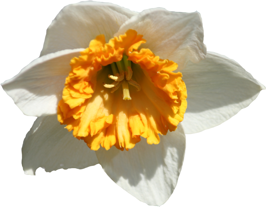 Vibrant Daffodil Closeup.png PNG Image