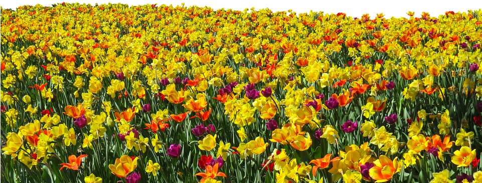 Vibrant_ Daffodil_ Field_ Panorama.jpg PNG Image