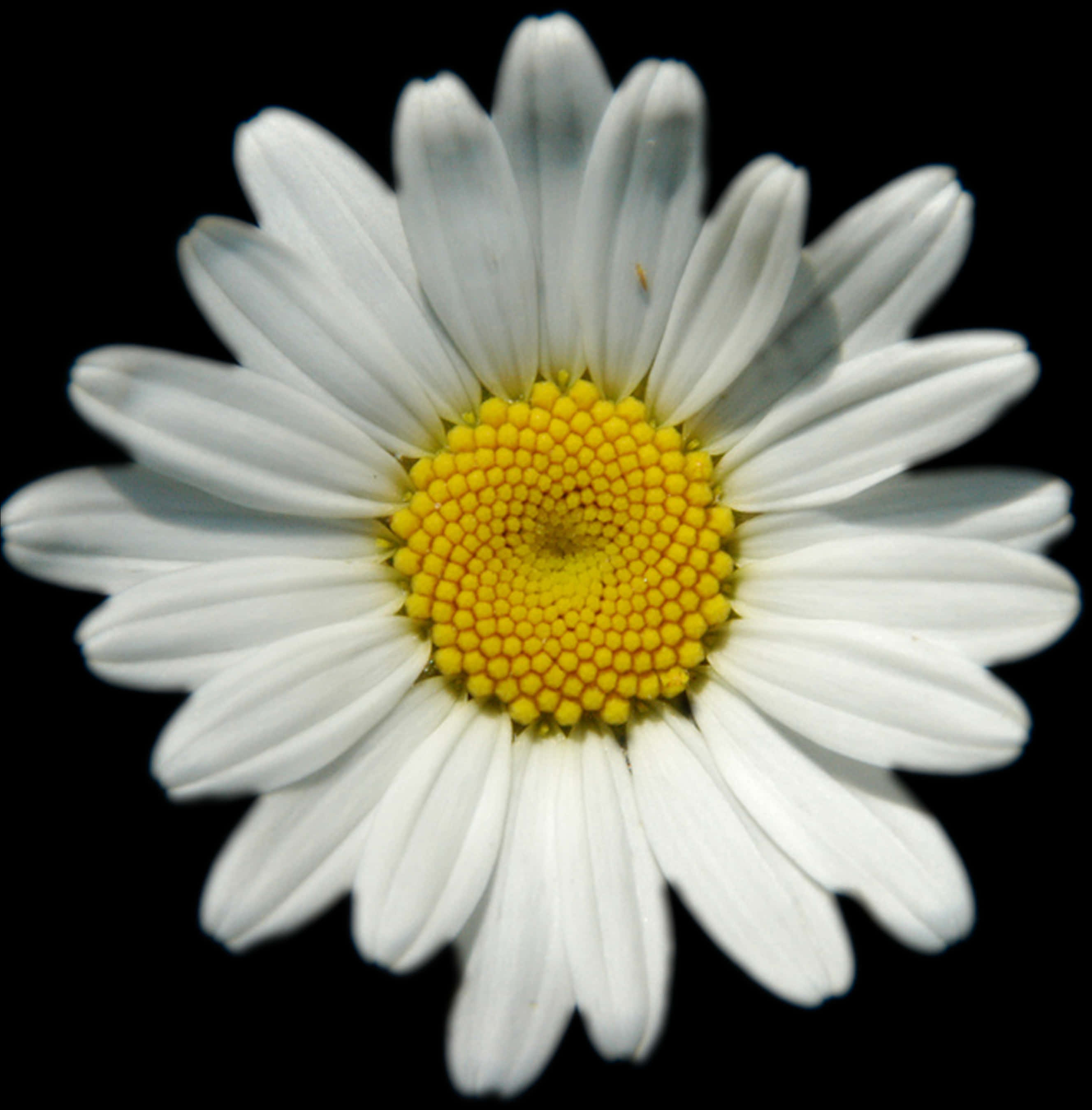 Vibrant Daisy Black Background PNG Image