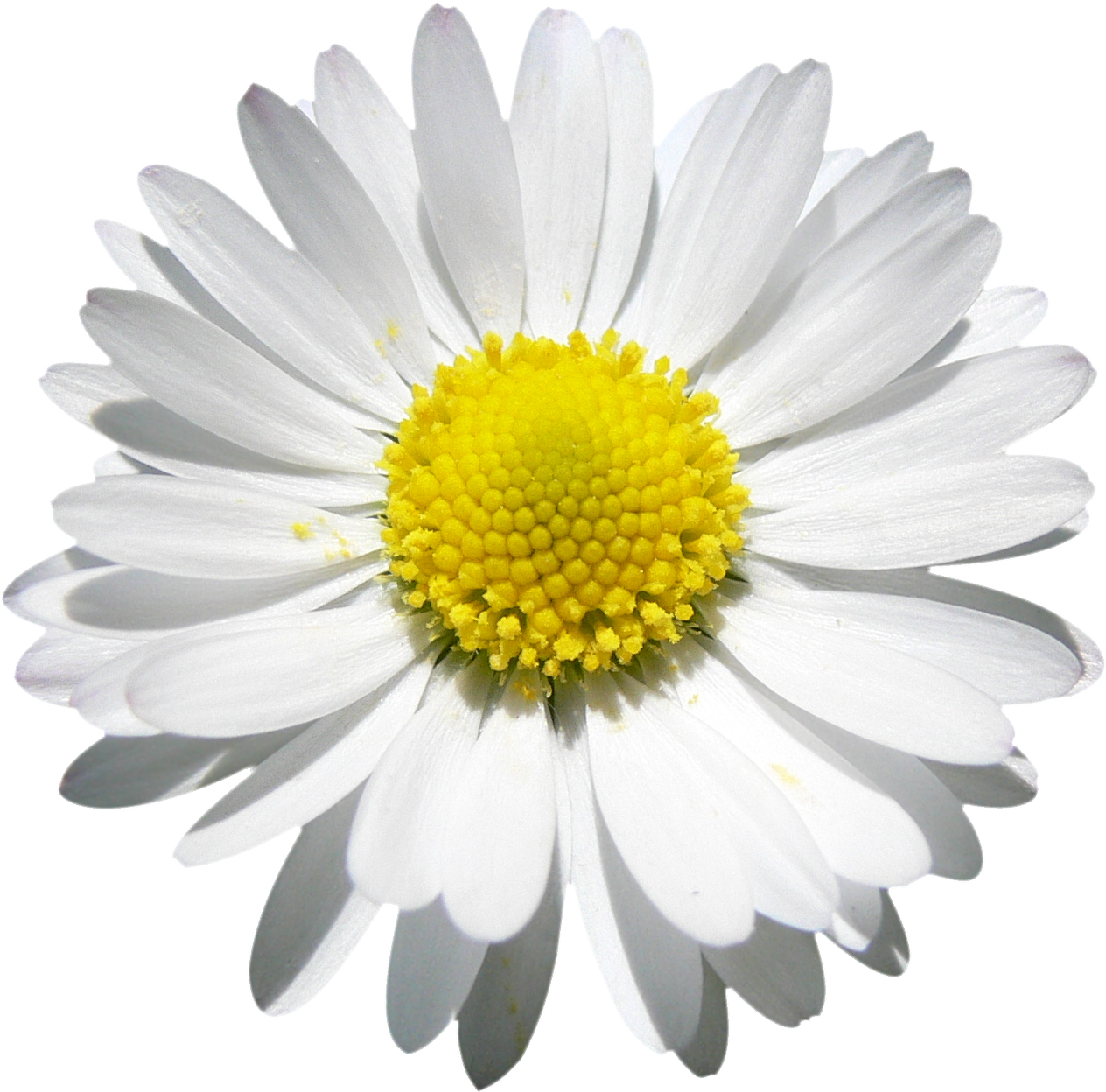 Vibrant Daisy Closeup.png PNG Image