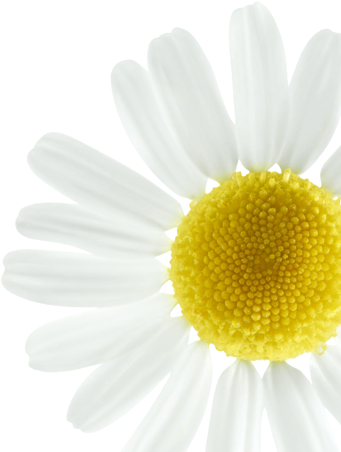 Vibrant Daisy Closeup.png PNG Image