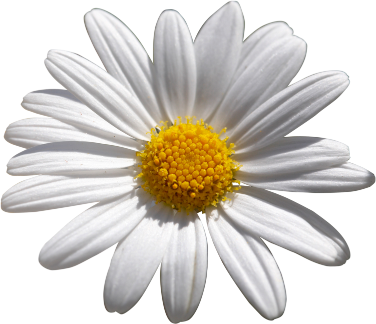 Vibrant Daisy Flower PNG Image