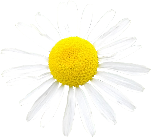 Vibrant Daisy Isolated.png PNG Image