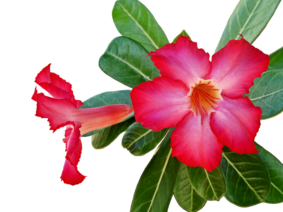 Vibrant Desert Rose Adenium Flower PNG Image