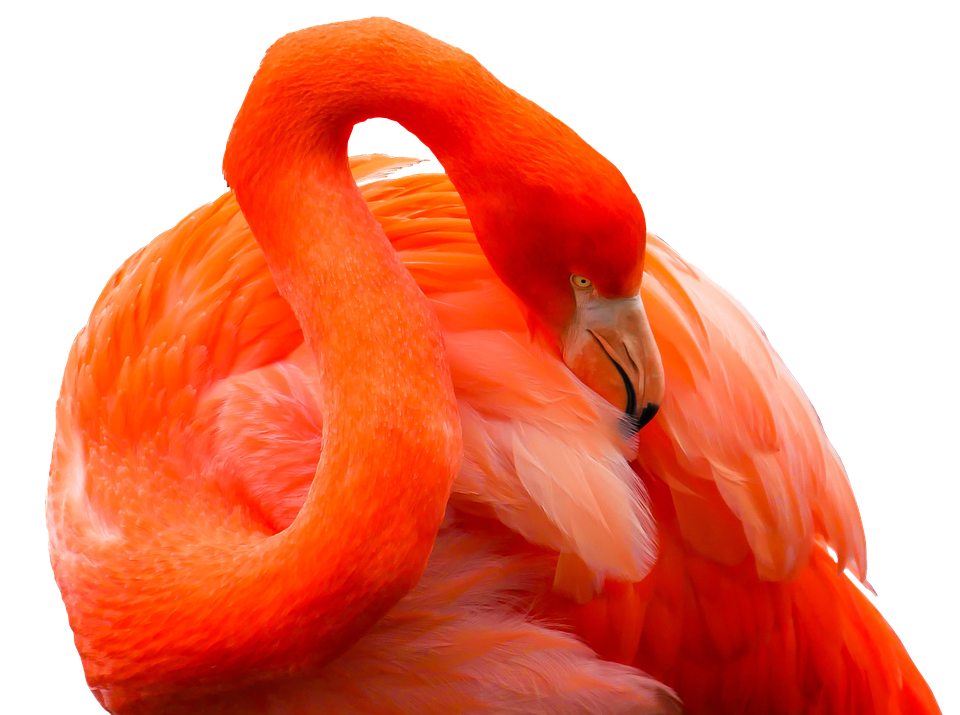 Vibrant Flamingo Curvature PNG Image