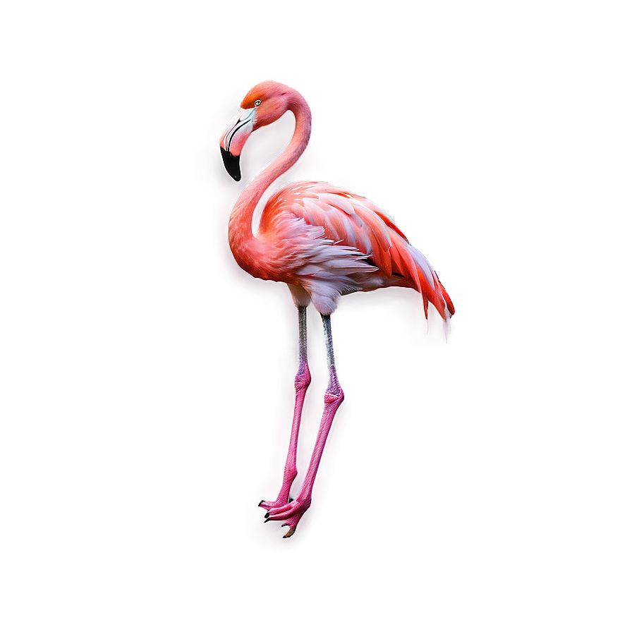 Vibrant Flamingo Print Png 95 PNG Image