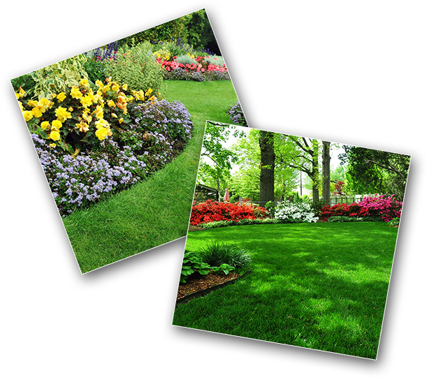 Vibrant_ Garden_ Collage PNG Image