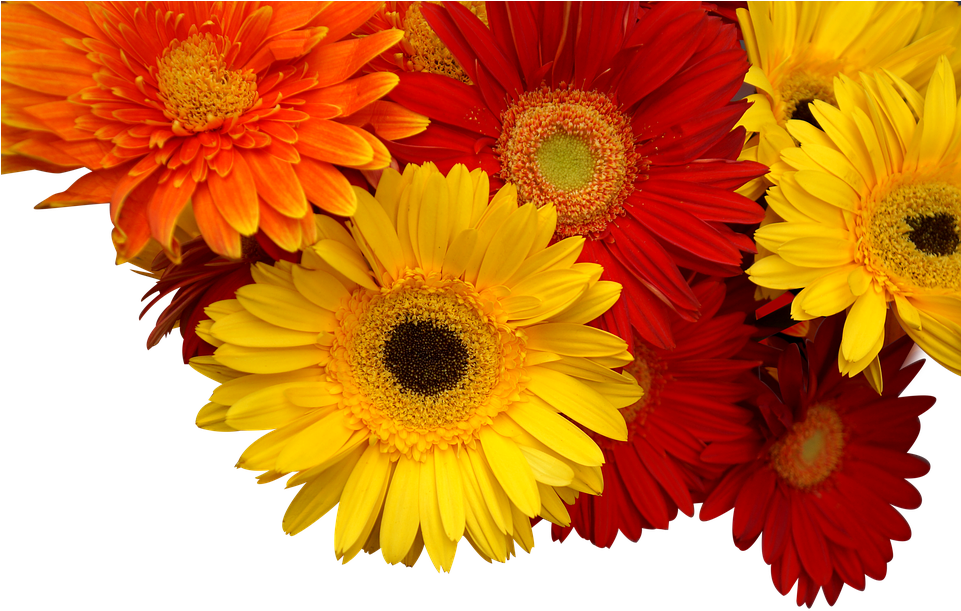 Vibrant Gerbera Daisies Floral Display PNG Image