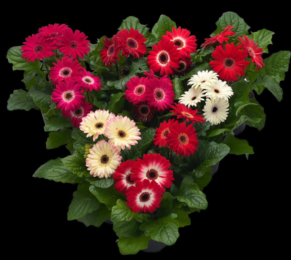 Vibrant Gerbera Daisies Top View PNG Image