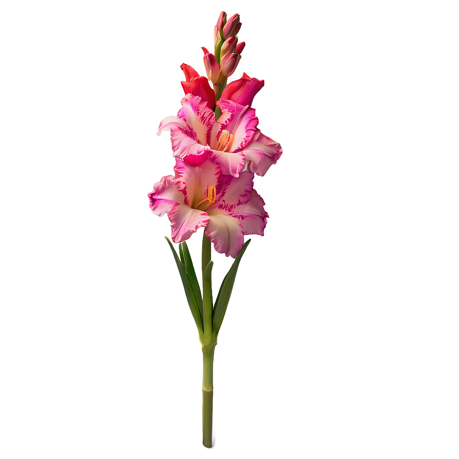 Vibrant Gladiolus Blossom Png Fih77 PNG Image