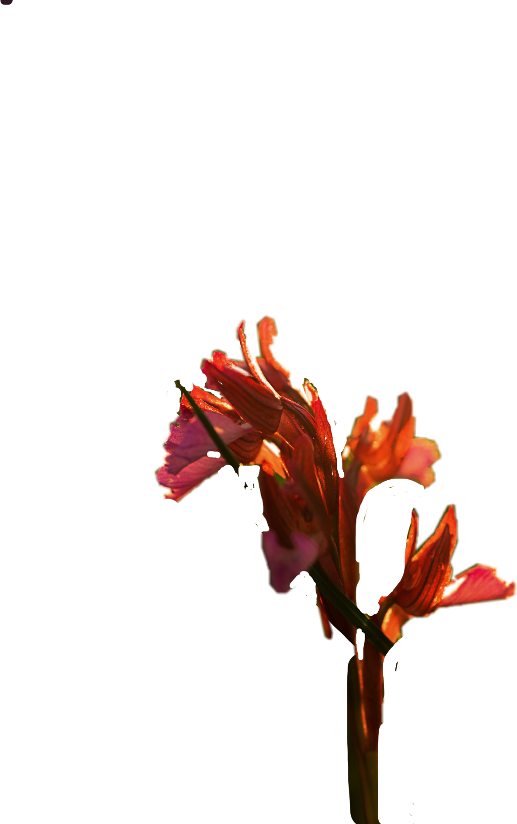 Vibrant Gladiolus Flower Against Teal Background PNG Image