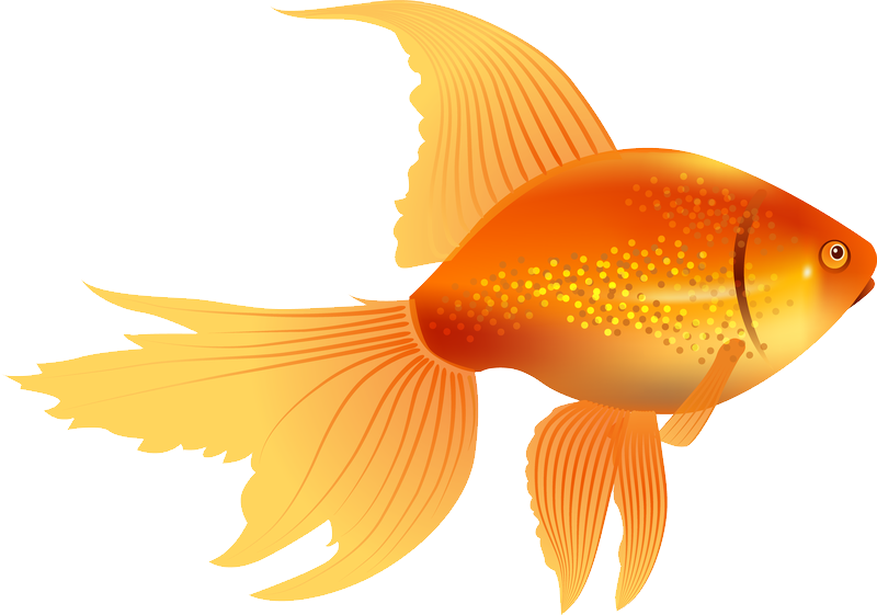 Vibrant Goldfish Illustration PNG Image