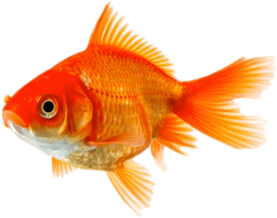 Vibrant Goldfish Isolated.png PNG Image