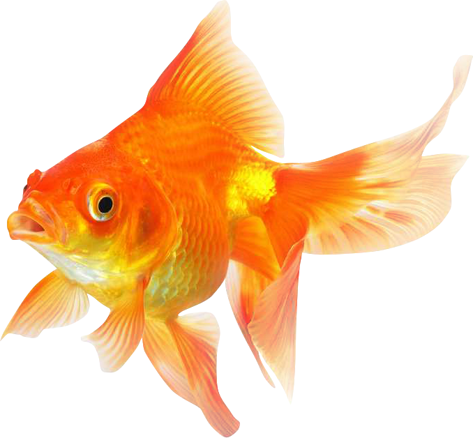 Vibrant Goldfish Isolated.png PNG Image