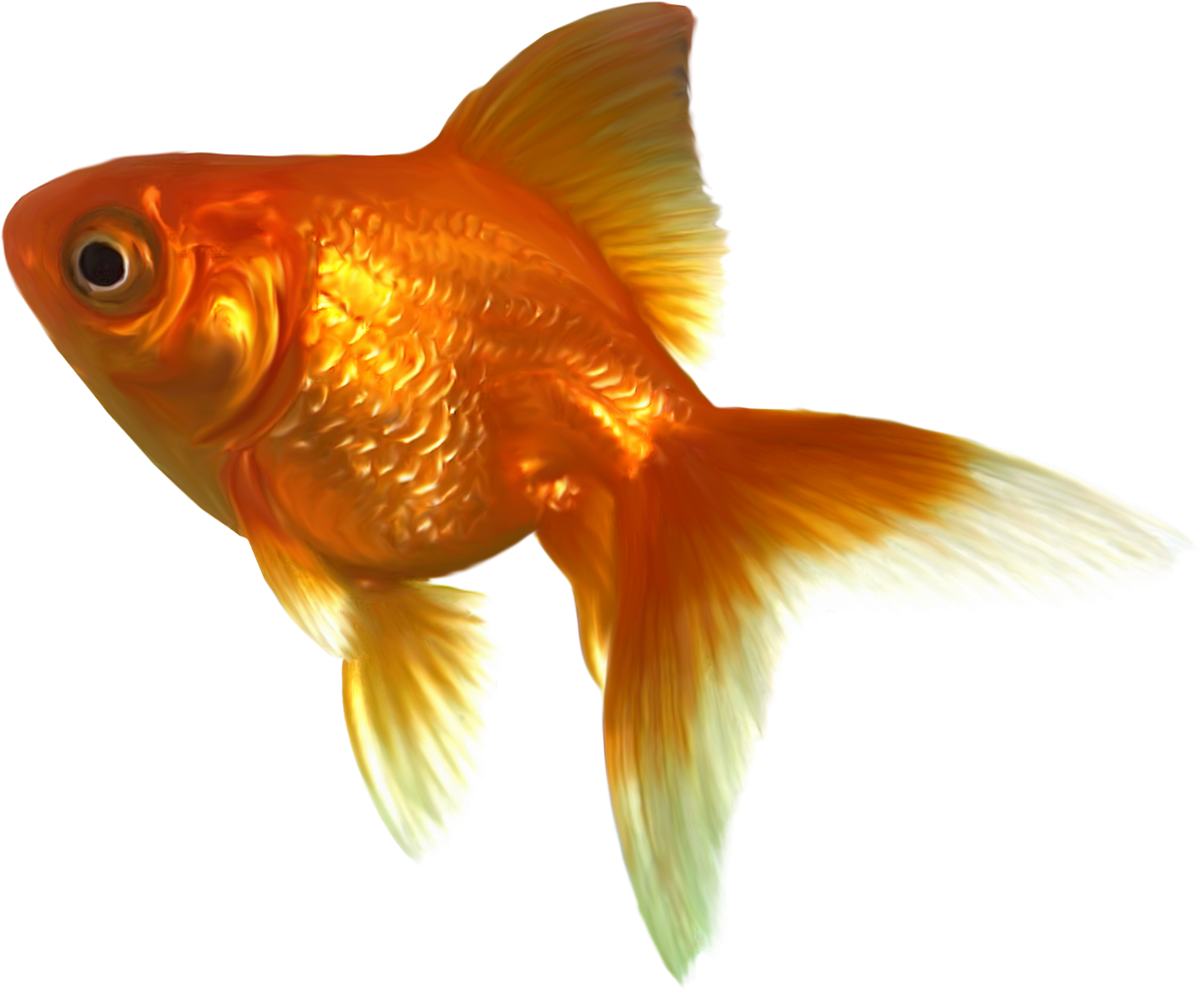 Vibrant Goldfish Swimming.png PNG Image