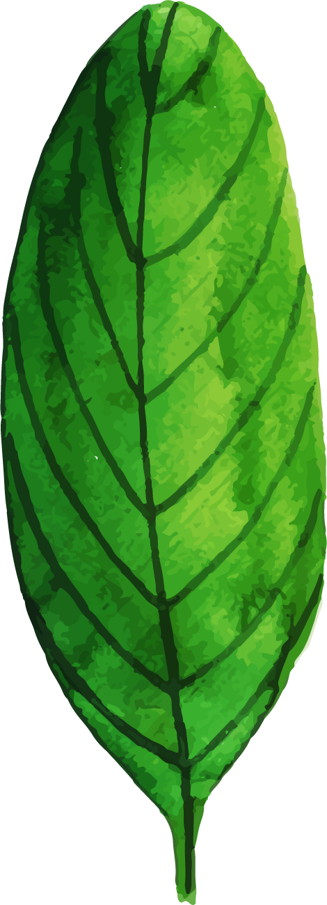 Vibrant Green Banana Leaf Illustration PNG Image