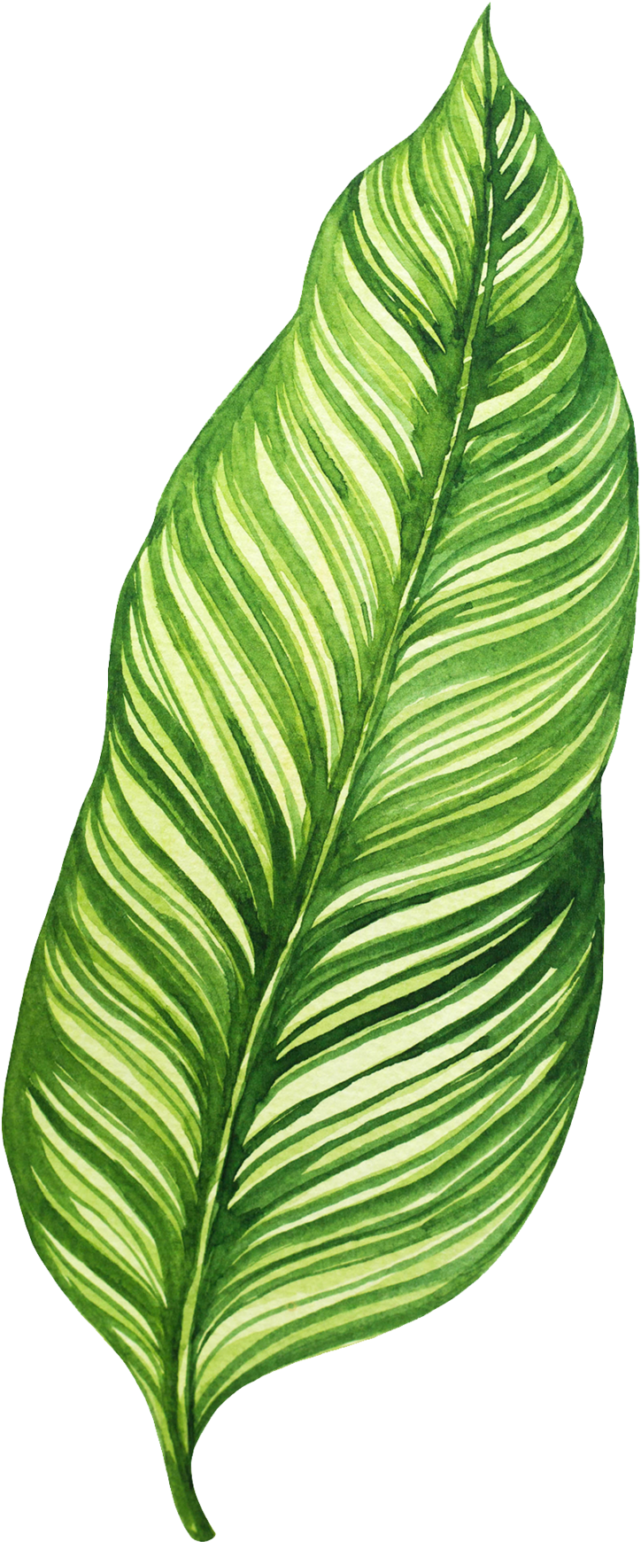 Vibrant Green Banana Leaf Illustration PNG Image