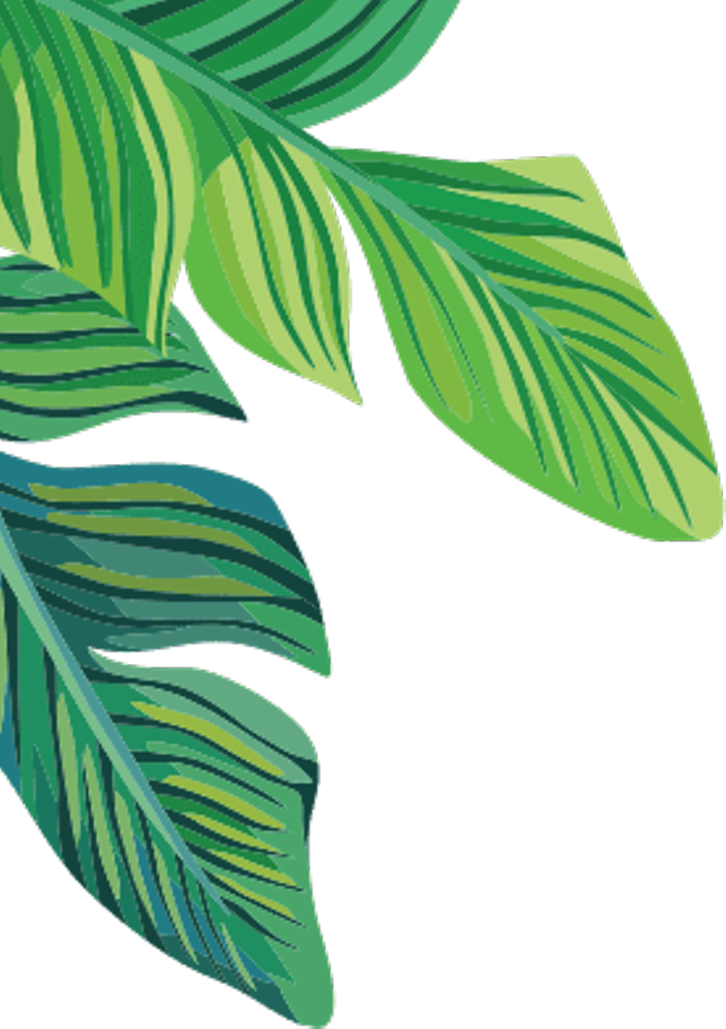 Vibrant Green Banana Leaves Illustration PNG Image