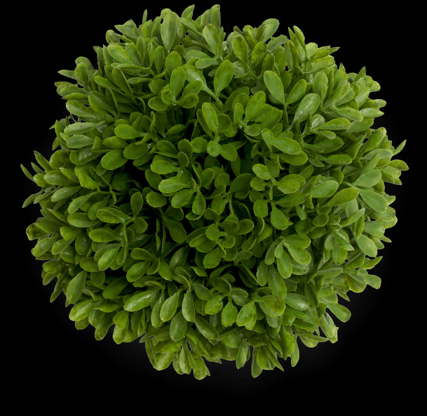 Vibrant Green Bush Top View PNG Image