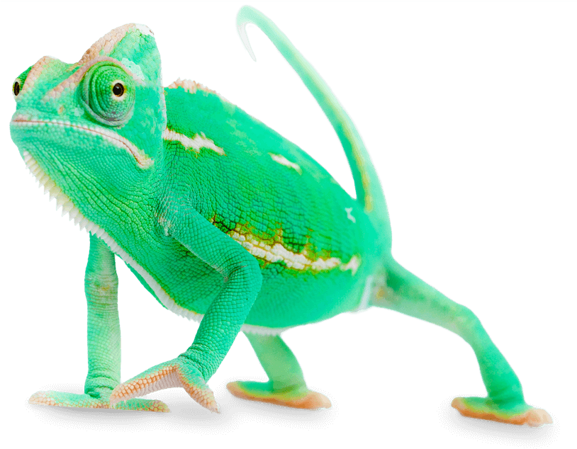 Vibrant Green Chameleon Walking PNG Image