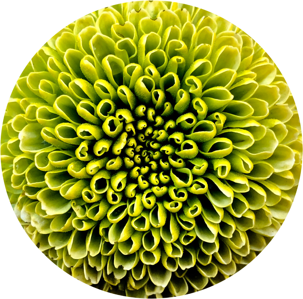 Vibrant Green Chrysanthemum Closeup PNG Image