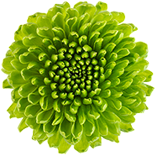 Vibrant Green Flower Bloom PNG Image