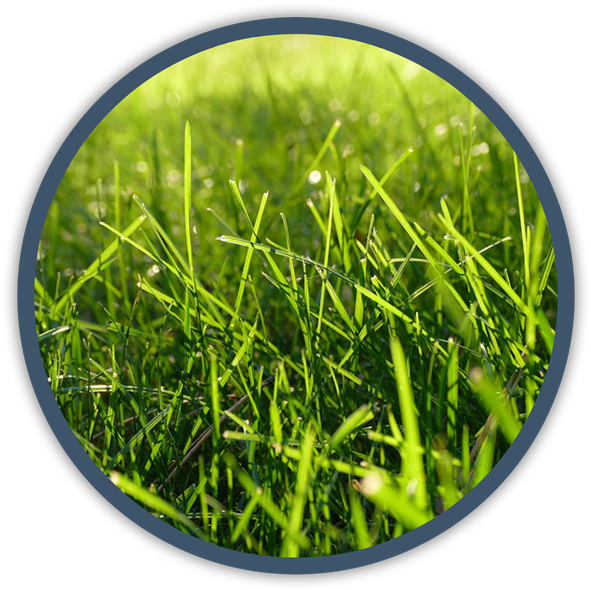 Vibrant Green Grass Circle PNG Image