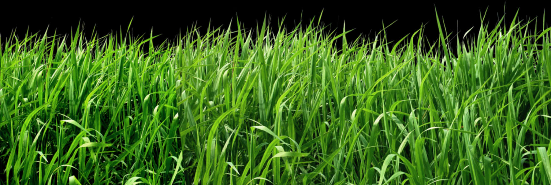 Vibrant Green Grass Texture PNG Image