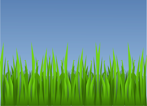 Vibrant Green Grass Vector PNG Image