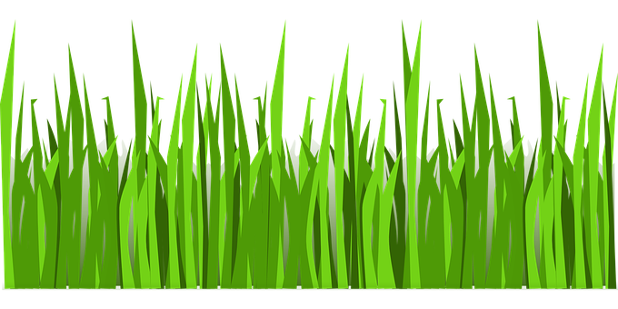 Vibrant Green Grass Vector PNG Image