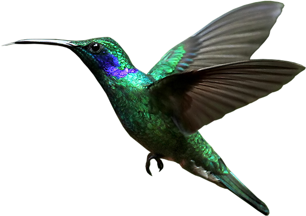 Vibrant Green Hummingbird In Flight PNG Image