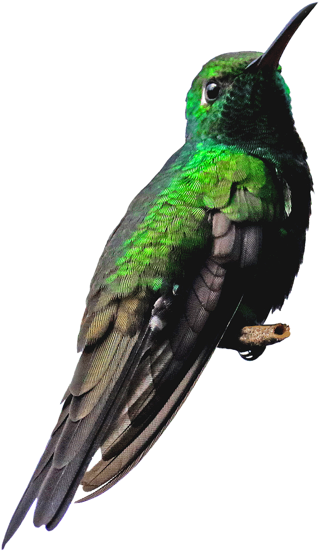 Vibrant Green Hummingbird Portrait PNG Image