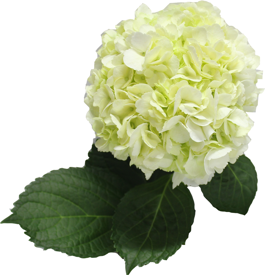 Vibrant Green Hydrangea Bloom PNG Image