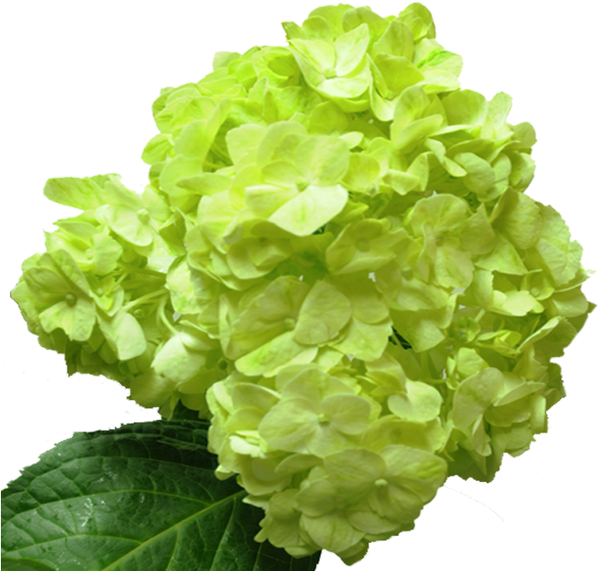 Vibrant Green Hydrangea Bloom PNG Image