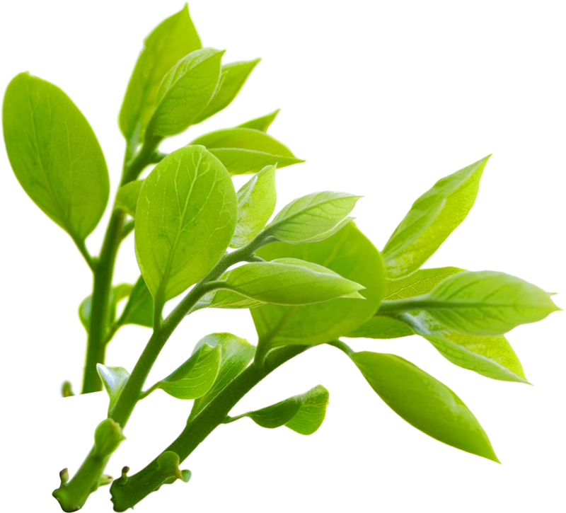 Vibrant Green Leaves Branch PNG Image