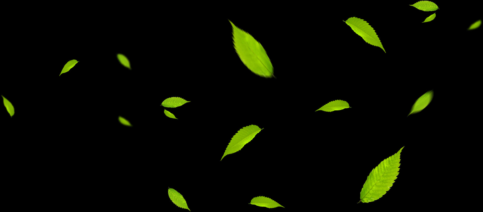 Vibrant Green Leaveson Black Background.jpg PNG Image